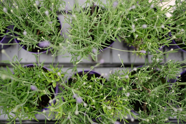 Vista superior de plántulas de lavanda en macetas en un estante de invernadero