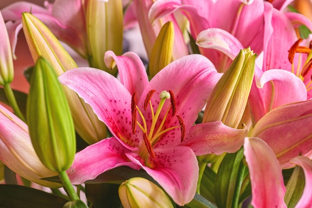 Vista superior de primer plano de orquídeas rosadas que crecen en un jardín botánico en verano Zoom de orquídeas que florecen en un césped verde en primavera desde arriba Bonitas plantas con flores brotando en un entorno natural