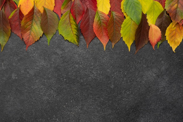 Foto vista superior de la selección de hojas de otoño con espacio de copia