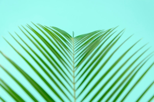 Vista superior sem foco closeup verde folha de palmeira em fundo de hortelã