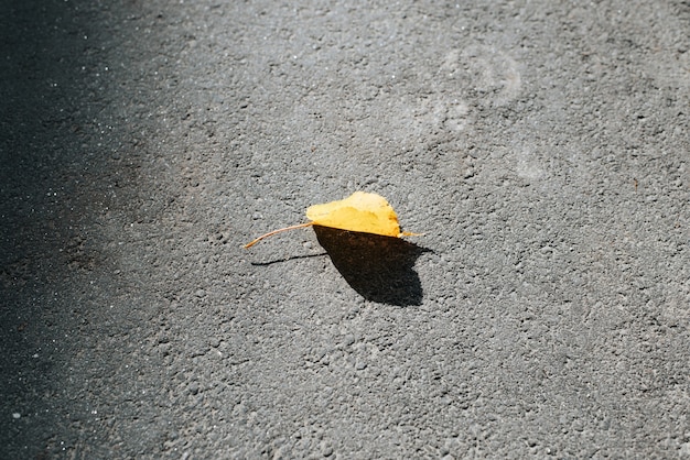 Vista superior sola hoja de otoño amarilla caída sobre asfalto gris al aire libre. Concepto hola octubre, otoño, estado de ánimo solitario.