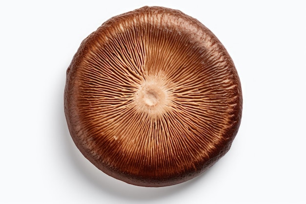 Vista superior de un solo hongo portobello marrón fresco sobre un fondo blanco