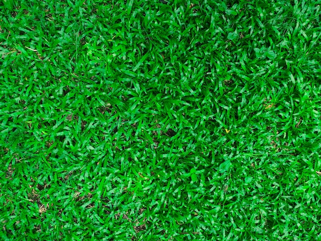 Vista superior de la textura de la hierba verde
