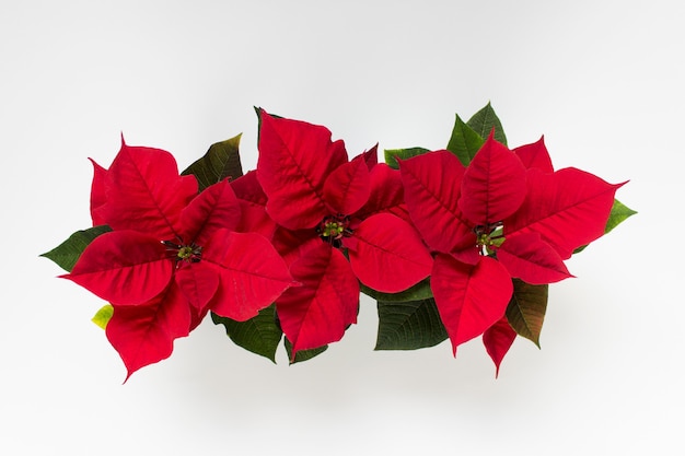 Vista superior de tres macetas de flor de nochebuena roja de navidad sobre  superficie blanca | Foto Premium