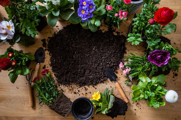 Vista superior de varias flores en macetas alrededor del suelo