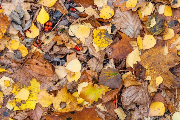 Vista superior de varias hojas caídas mojadas a fines del otoño