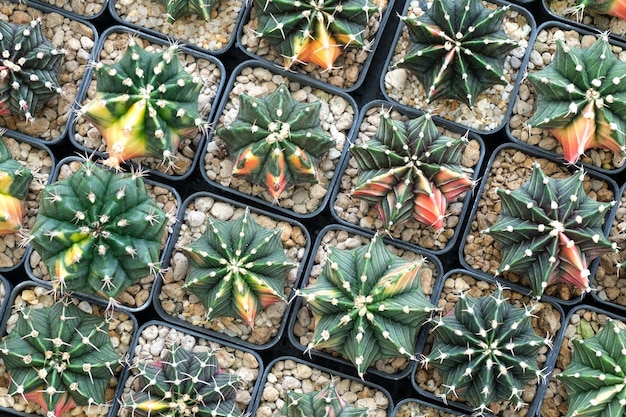 Vista superior de una variedad de cactus en una olla