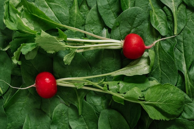 Foto vista superior de la vegetación hojas de espinaca y rábano