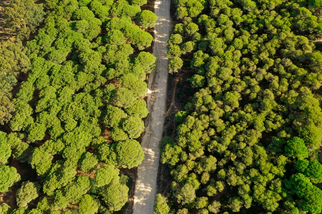 Vista superior verde floresta e estrada tomada por drone