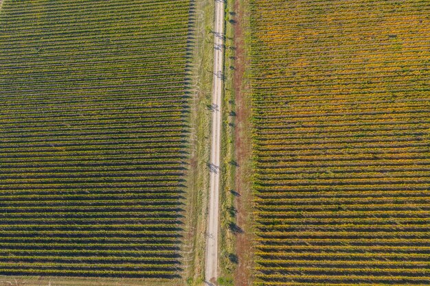 Vista superior de un viñedo en otoño