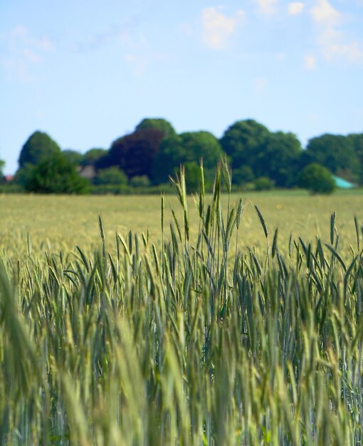 Vista de los tallos en el campo contra el cielo