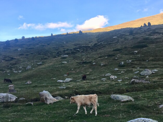 Foto vista del ternero de pie en el paisaje