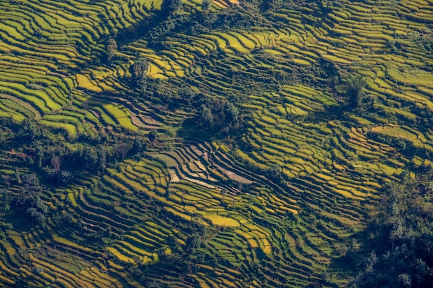 Una vista de las terrazas de arroz desde el aire.