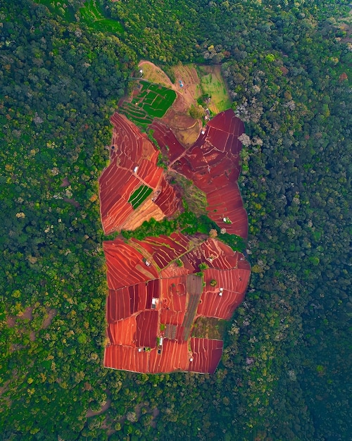 Una vista de las terrazas de arroz desde arriba