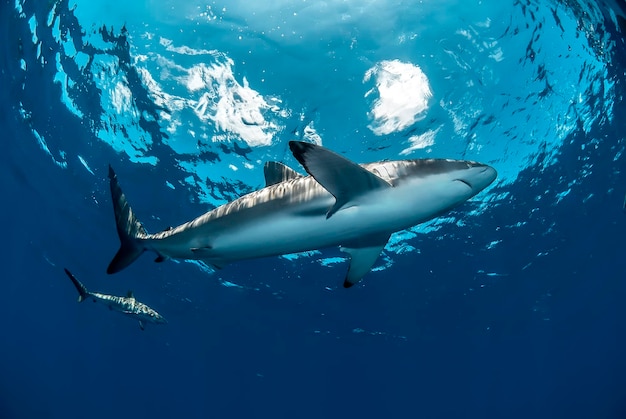 Vista de un tiburón sedoso desde abajo