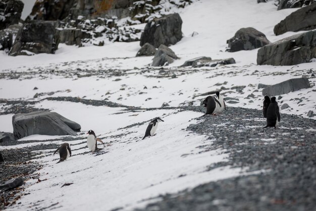 Foto vista de una tierra cubierta de nieve