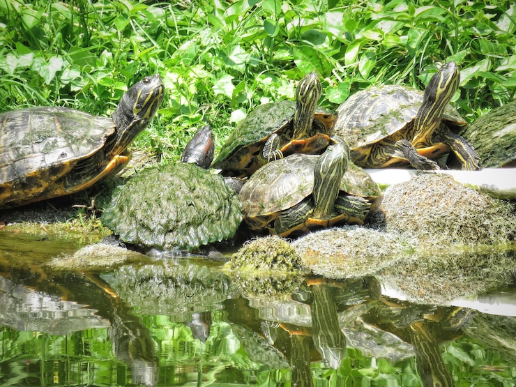 Foto vista de la tortuga en el lago