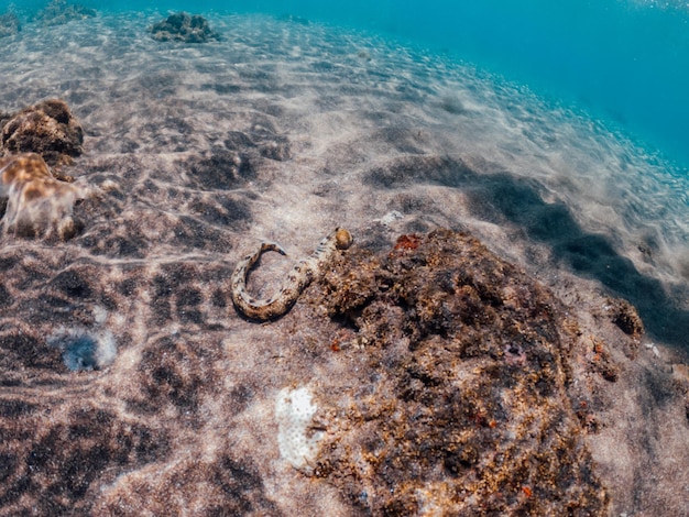 Foto vista de una tortuga en el mar