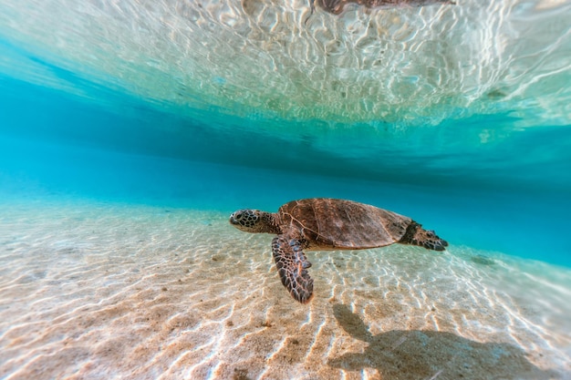 Vista de una tortuga nadando en el mar