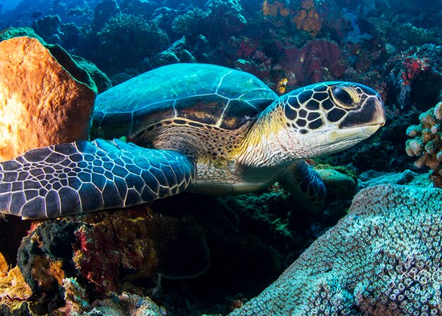 Foto vista de una tortuga nadando en el mar