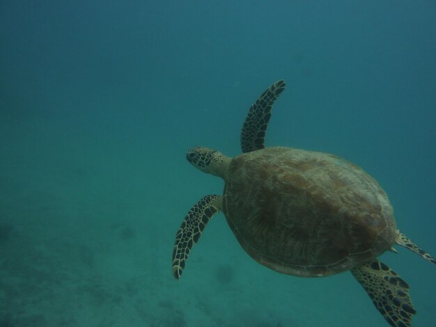 Foto vista de una tortuga nadando en el mar