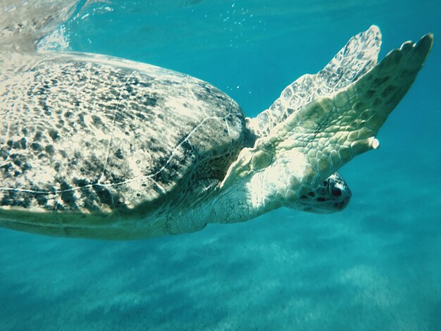 Foto vista de una tortuga nadando en el mar