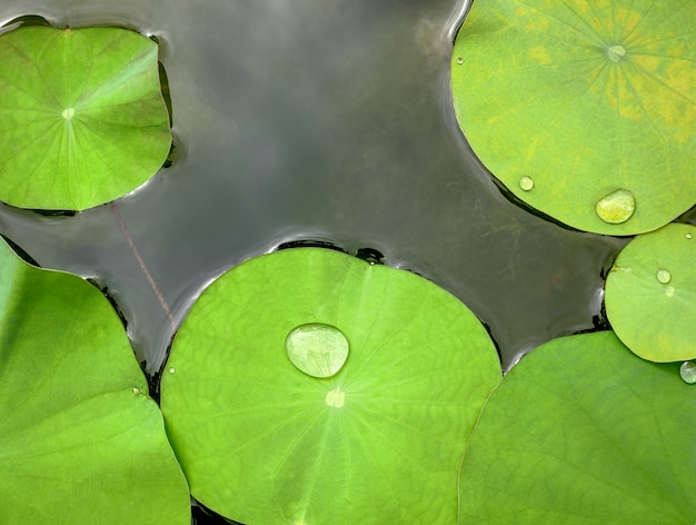 Vista tranquila de folhas de Waterlily verde com gotas de água