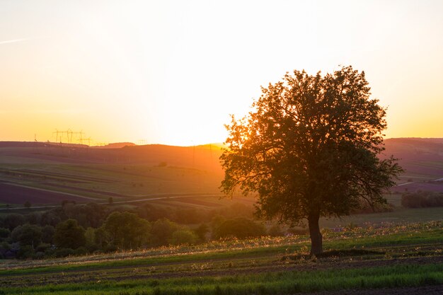 Vista tranquila e pacífica da bela árvore verde grande ao pôr do sol, crescendo sozinho no campo de primavera em colinas distantes banhadas pela luz solar laranja da noite