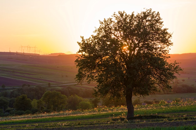 Vista tranquila y pacífica del hermoso gran árbol verde al atardecer creciendo solo en el campo de primavera en colinas distantes bañadas por la luz solar naranja