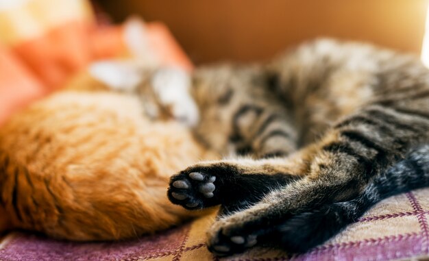 Vista traseira de dois gatos deitado na cama e dormindo foco nas pernas traseiras.