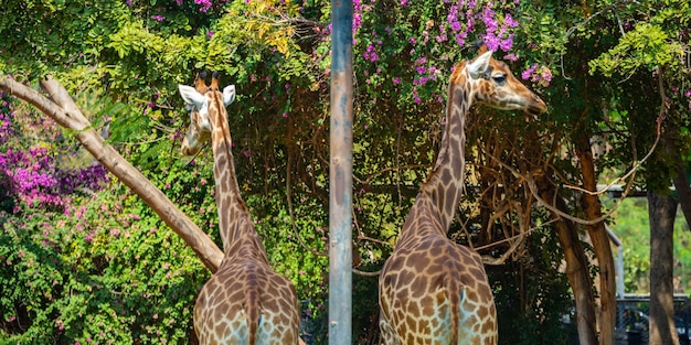 Vista traseira de duas girafas em pé na grama verde contra a cerca com olhar para a zebra do outro lado da cerca