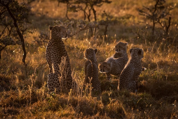 Foto vista traseira de guepardos sentados em um campo gramado durante o pôr-do-sol