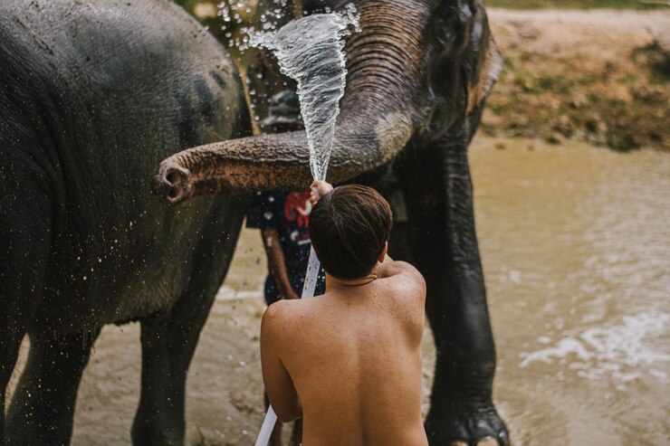Foto vista traseira de homem sem camisa lavando elefante com tubo de água enquanto estava de pé no lago