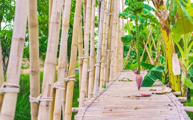 Foto vista traseira de mulher em bambu em meio a plantas