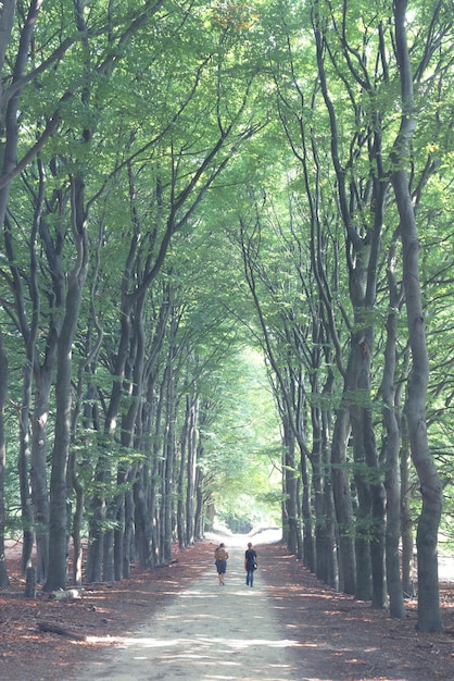 Vista traseira de pessoas caminhando entre árvores na paisagem