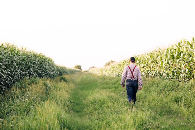 Vista traseira de um agricultor caminhando ao longo da estrada ao longo dos campos de milho em sua mão carregando um tablet