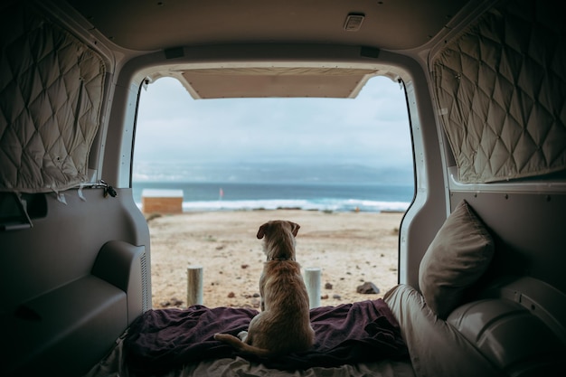 Vista traseira de um cão sentado no porta-malas de um carro