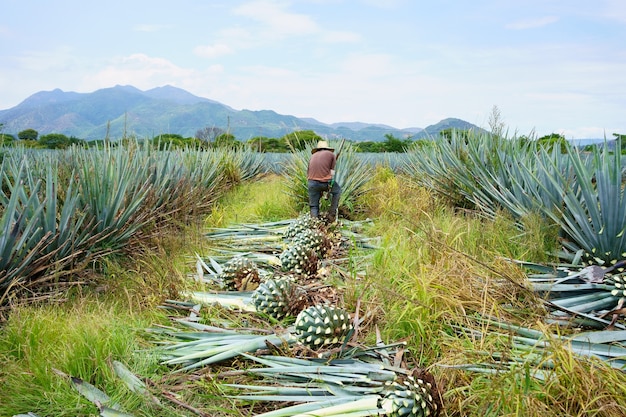 Vista traseira de um fazendeiro com um chapéu de palha colhendo uma planta de agave no campo