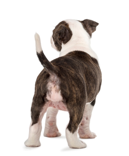 Vista traseira de um filhote de American Staffordshire Terrier