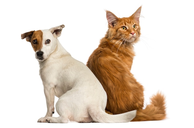 Vista traseira de um gatinho Maine Coon e um Jack Russell sentado