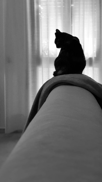 Vista traseira de um gato preto sentado no sofá