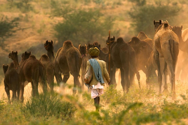 Vista traseira de um homem caminhando com camelos no campo