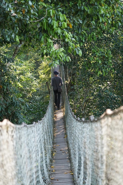 Vista traseira de um homem caminhando em uma ponte entre árvores na floresta