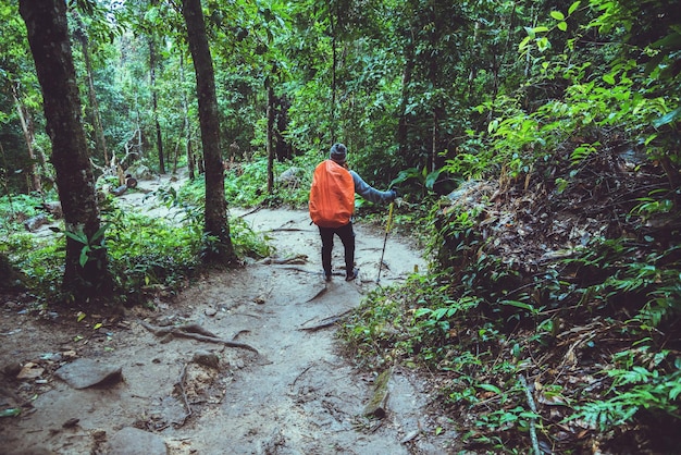 Foto vista traseira de um homem caminhando na floresta