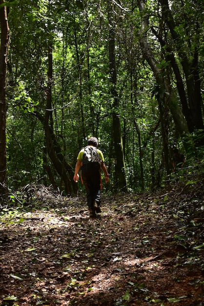 Foto vista traseira de um menino caminhando na floresta