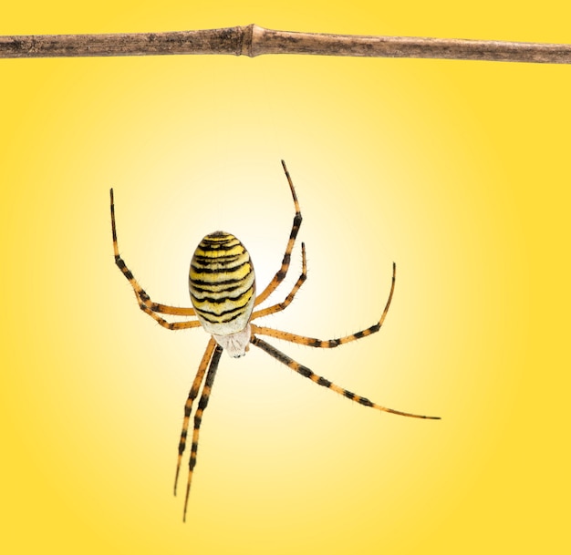 Vista traseira de uma aranha vespa pendurada em um galho de madeira, Argiope bruennichi, em um fundo amarelo