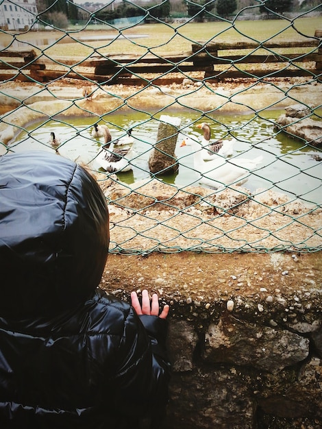 Foto vista traseira de uma criança olhando para gansos através de uma cerca de cadeia