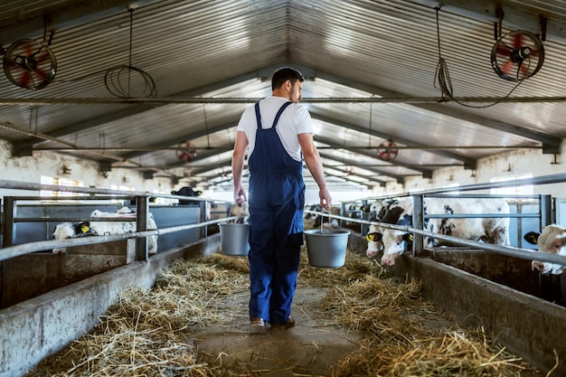 Vista traseira do agricultor caucasiano bonito em geral segurando baldes com leite nas mãos de alimentos para animais. Interior estável.