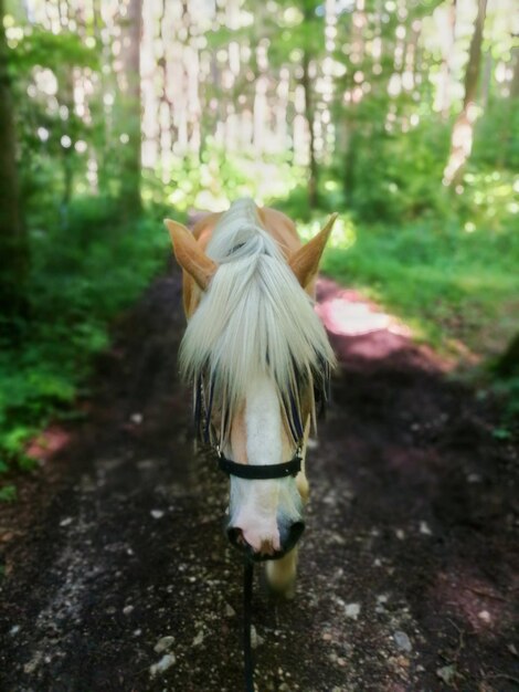 Foto vista traseira do cavalo na árvore