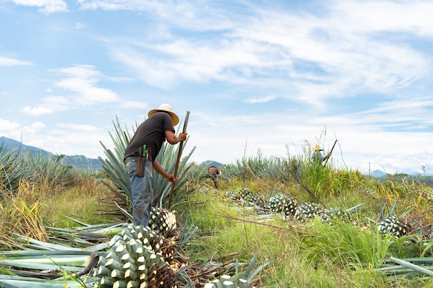 Vista trasera de los agricultores corta las plantas de agave azul una por una en el campo